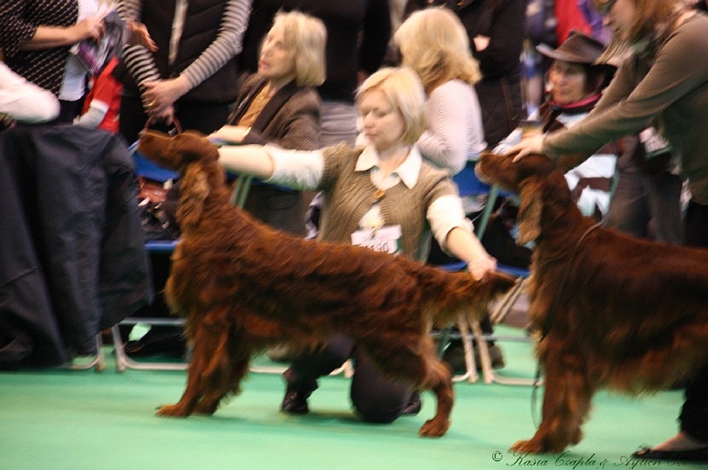 Crufts2011_2 019.jpg